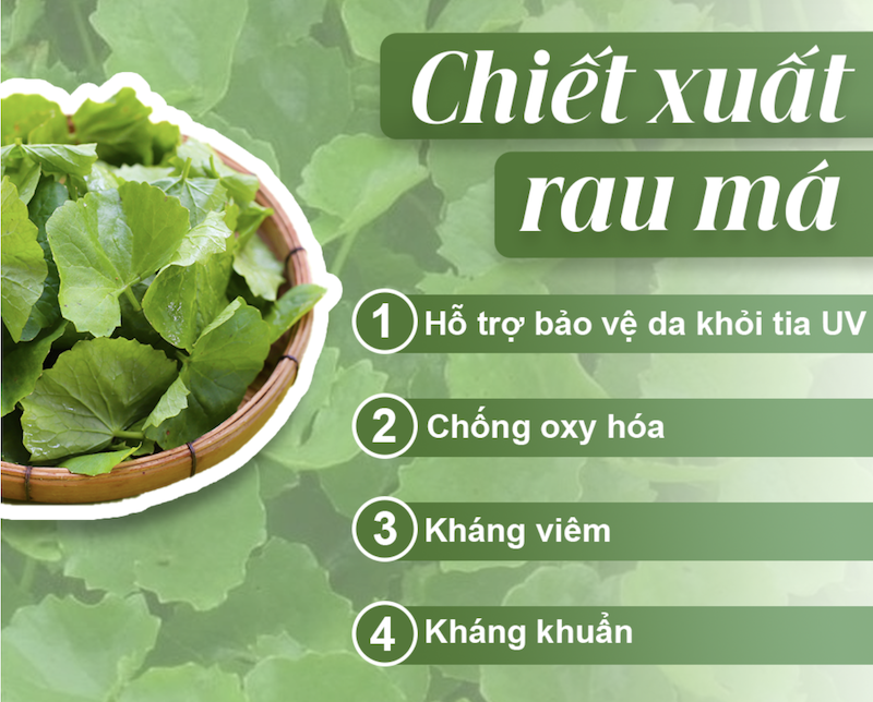 chiet xuat rau ma centella asiatica