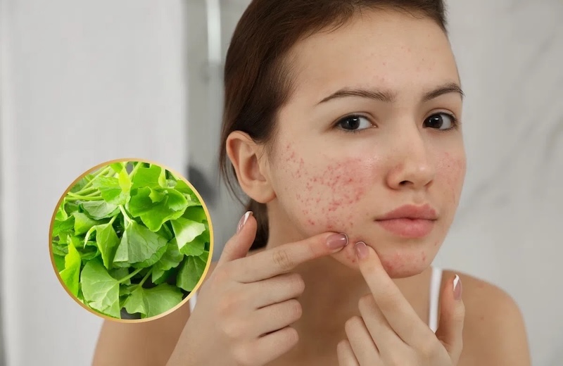 chiết xuất rau má centella asiatica chiet xuat rau ma centella asiatica