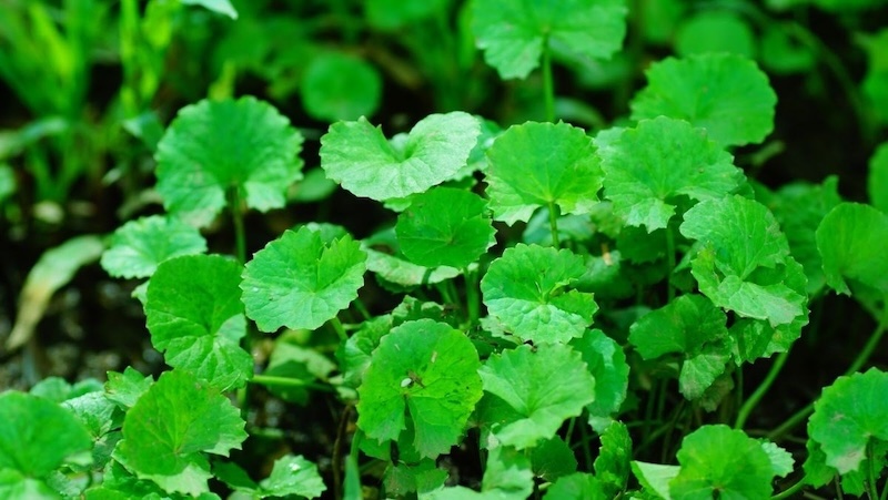 Công dụng rau má cho da