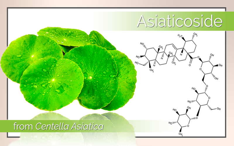 Asiaticoside trong rau ma la gi
