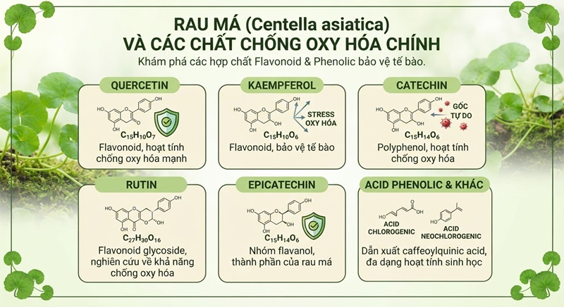 rau ma co chua chat chong oxy hoa nao