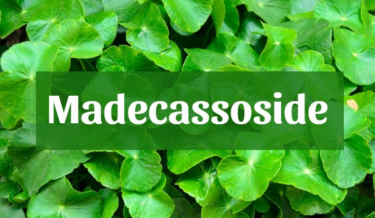 Madecassoside la gi