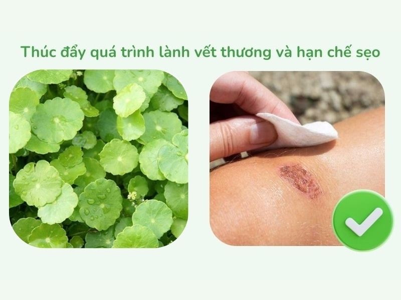 Saponin trong rau ma