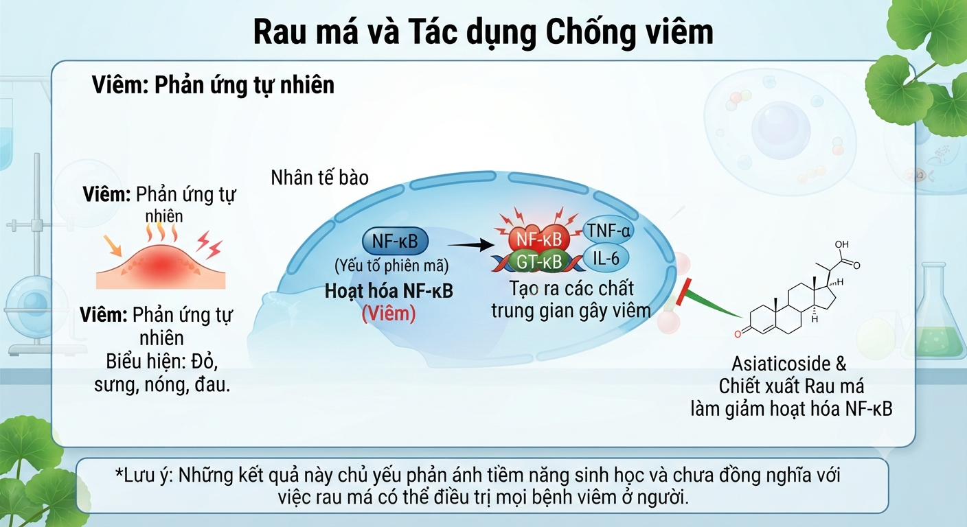 rau ma va tac dung chong viem