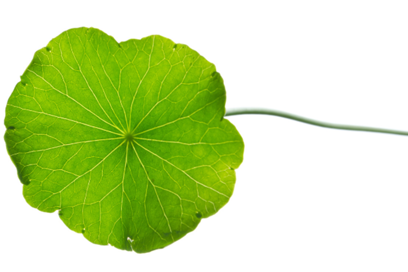 Cấu tạo cây rau má cau tao cay rau ma