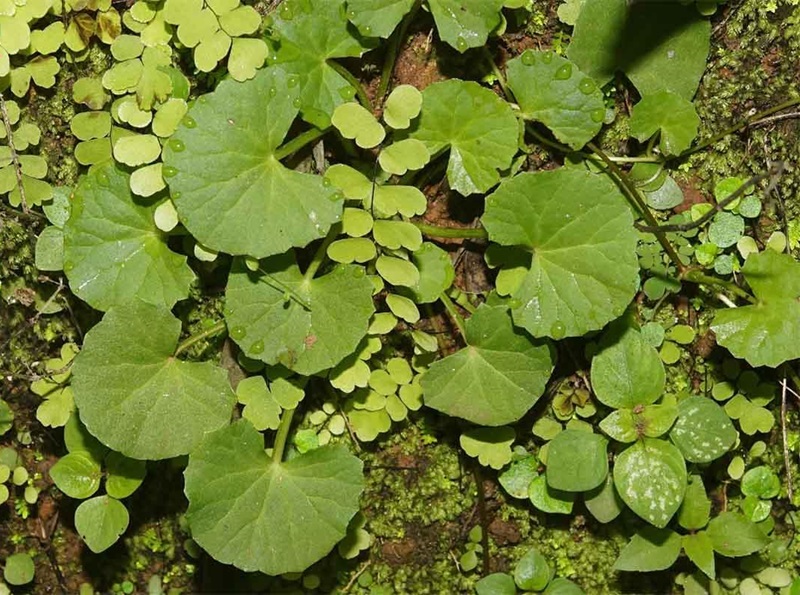 rau ma phan bo o dau
