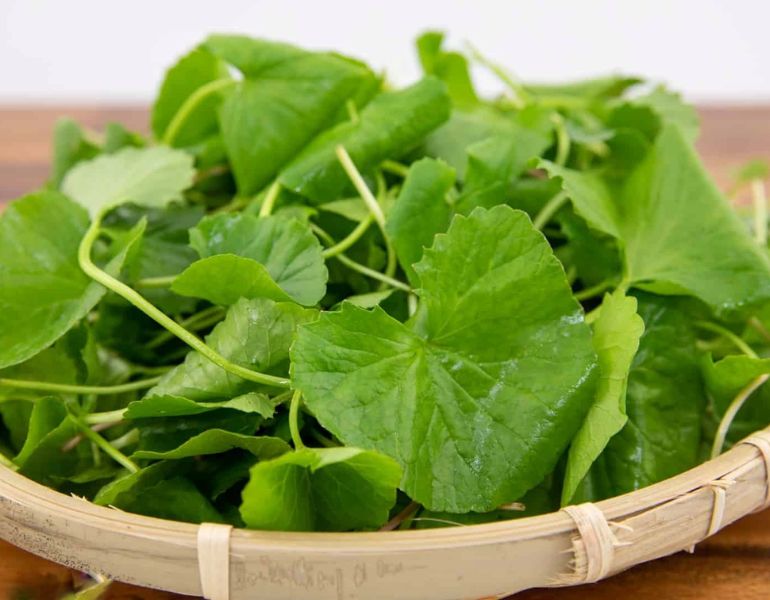 Rau má để tủ lạnh được bao lâu