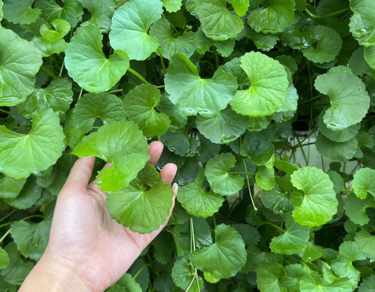 Những lưu ý khi trồng rau má thủy canh