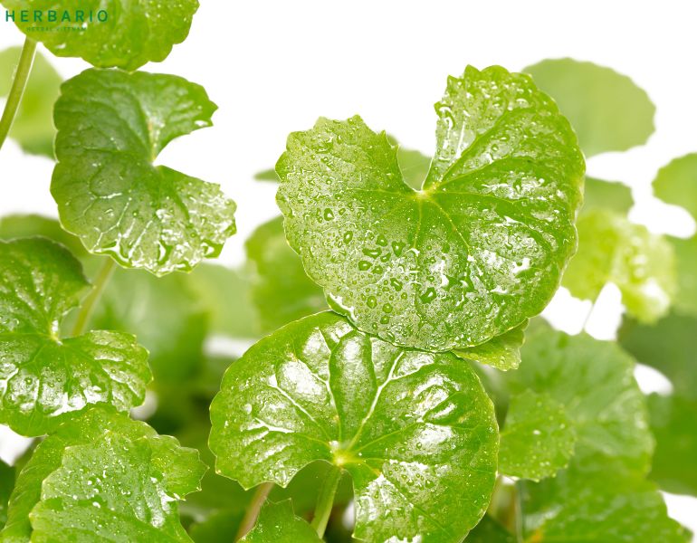 Công dụng của rau má