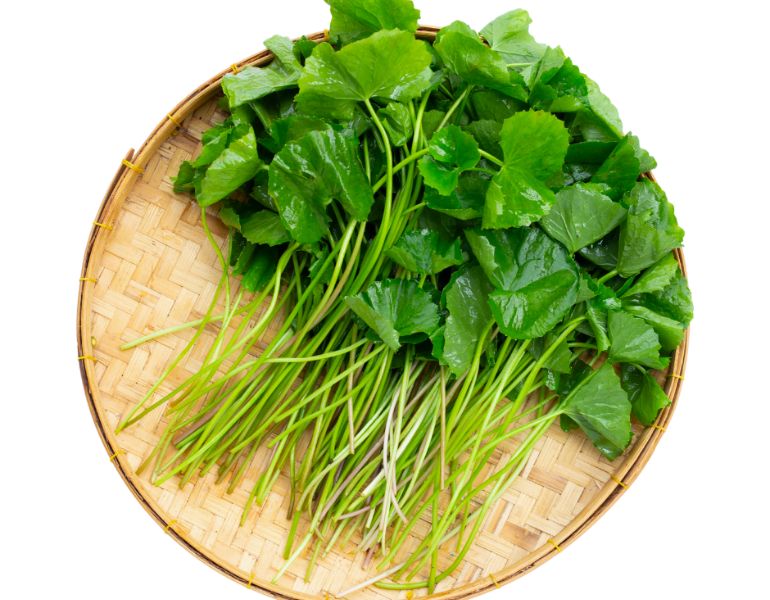 Cách sử dụng rau má cho bà bầu