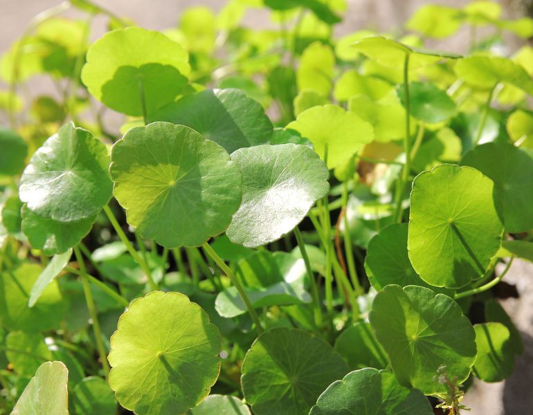 Lợi ích của rau má