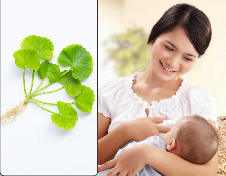 Lợi ích của rau má đối với phụ nữ sau sinh Lợi ích của rau má đối với phụ nữ sau sinh