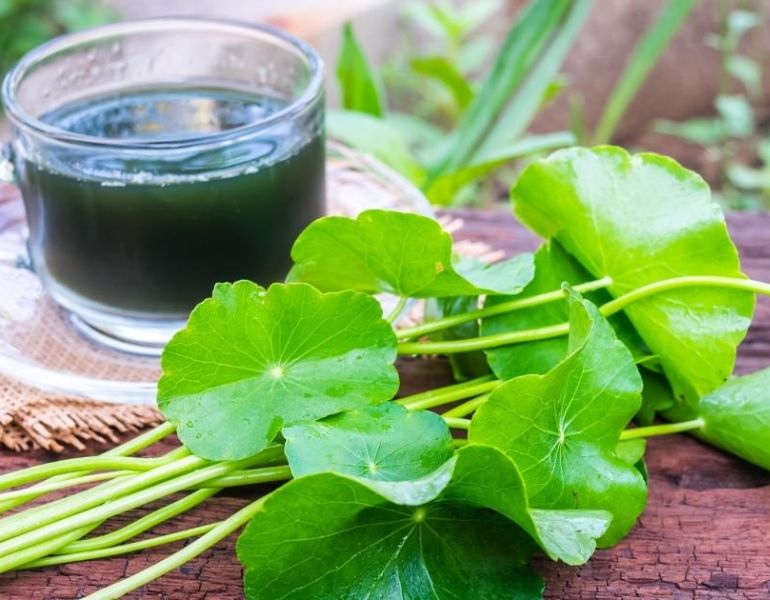 Lưu ý khi sử dụng rau má để chữa bệnh Lưu ý khi sử dụng rau má để chữa bệnh