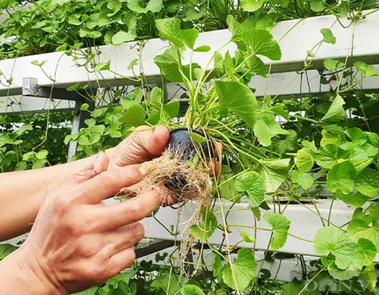Cách trồng rau má thủy canh