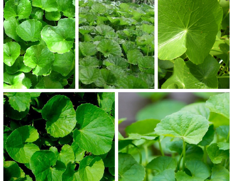Cách phân biệt các loại rau má