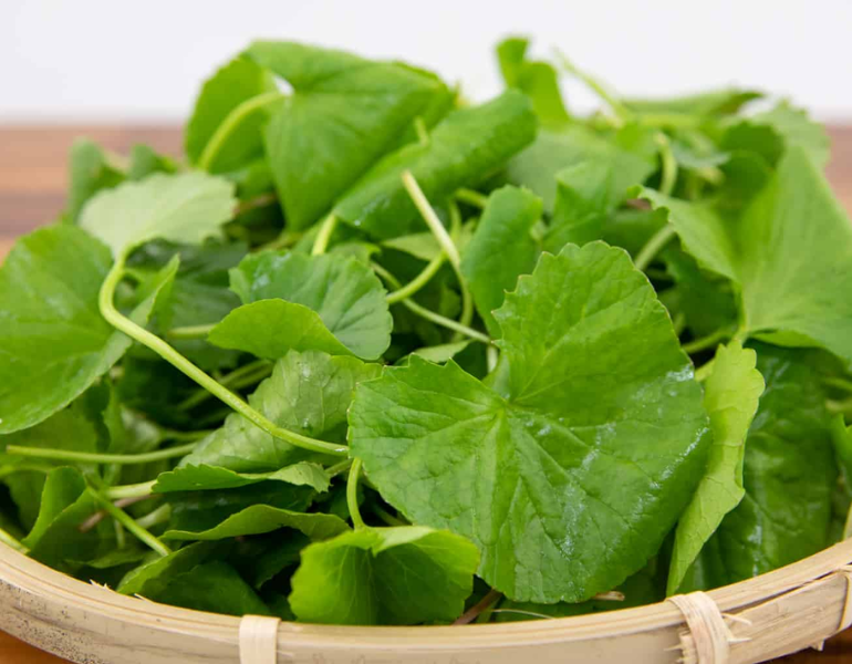 Rau má ăn sống được không?