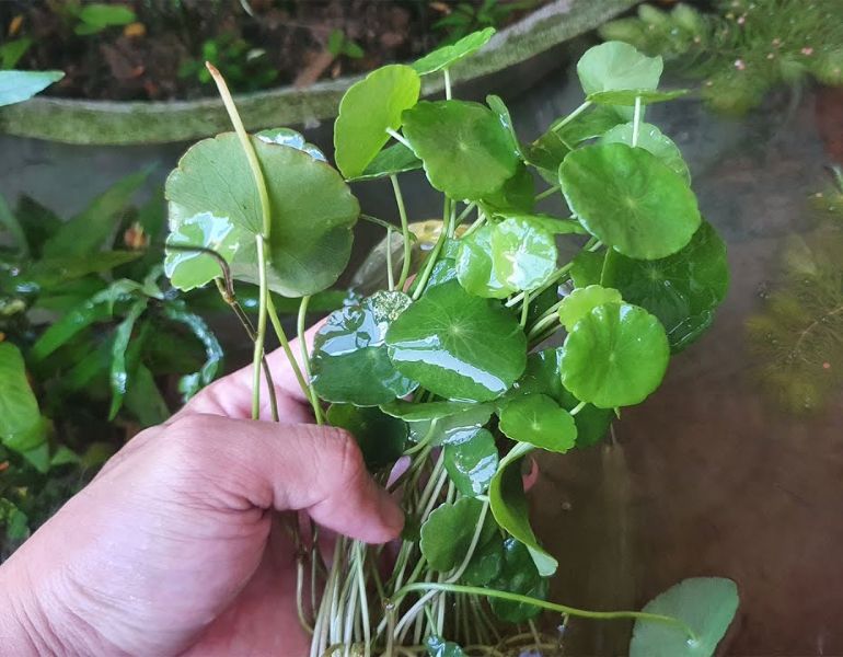 Rau má thủy sinh là gì?