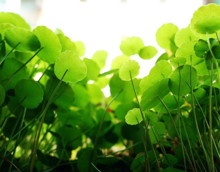Công dụng của rau má
