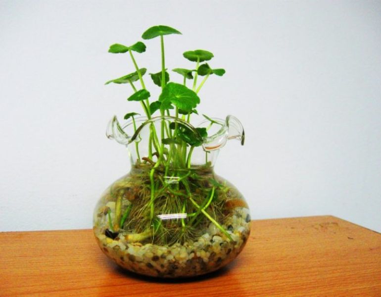 Cách trồng rau má thủy sinh