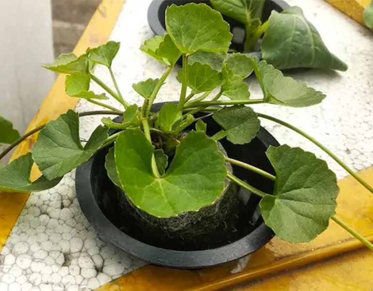 Cách trồng rau má thủy canh Cách trồng rau má thủy canh