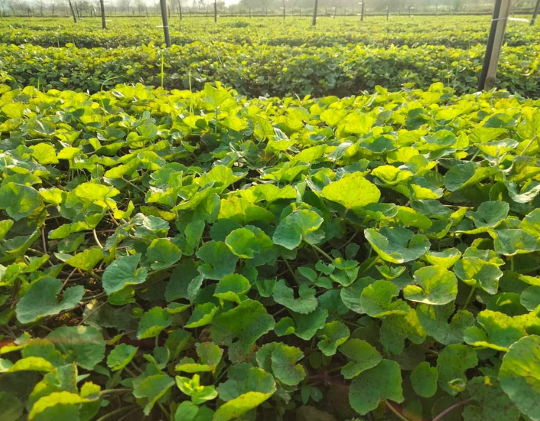 Tác dụng của rau má đối với sức khỏe