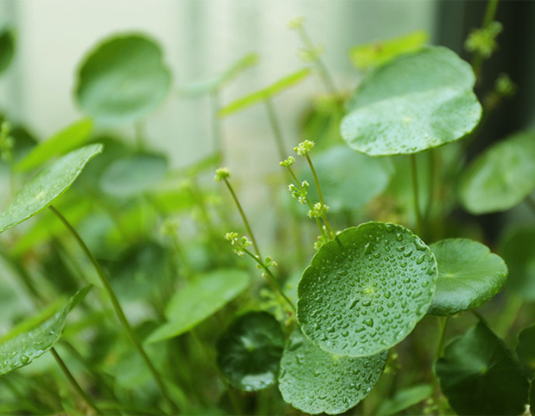 Công dụng của rau má đồng tiền