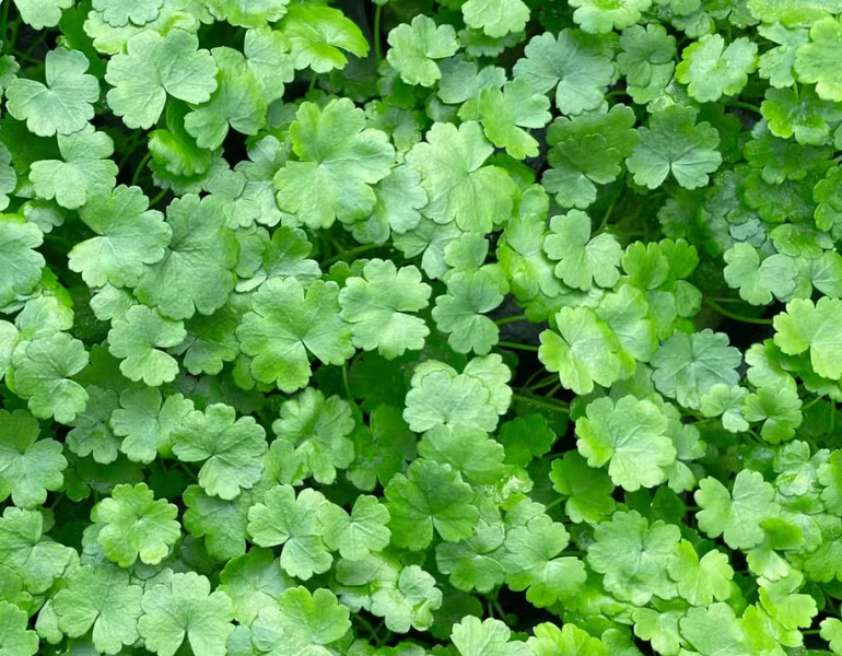 Bài thuốc từ rau má mỡ