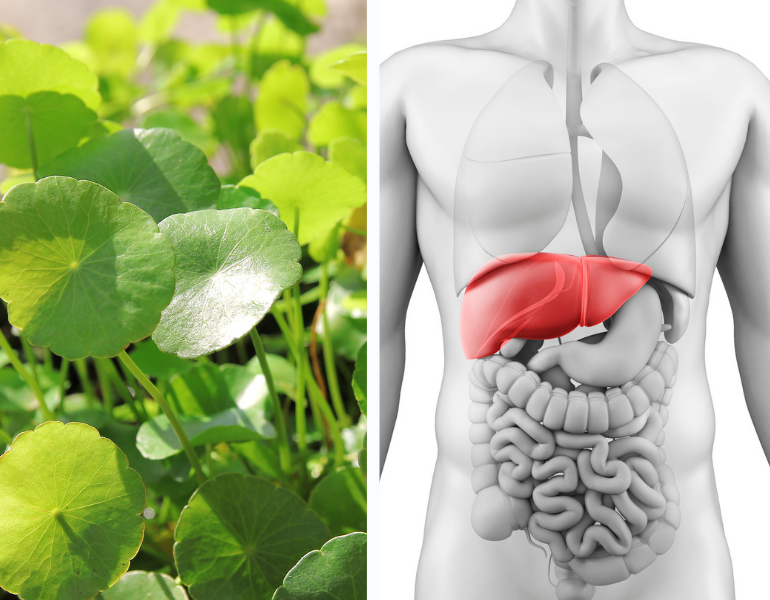 Công dụng của rau má đối với gan