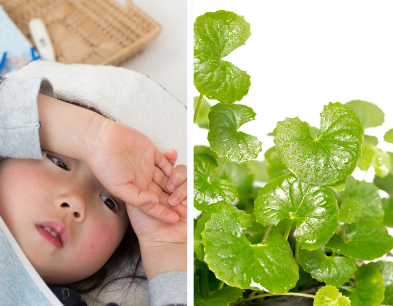 Cách hạ sốt bằng rau má