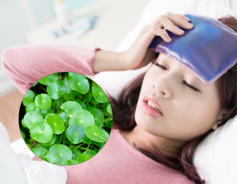 Hạ sốt bằng rau má
