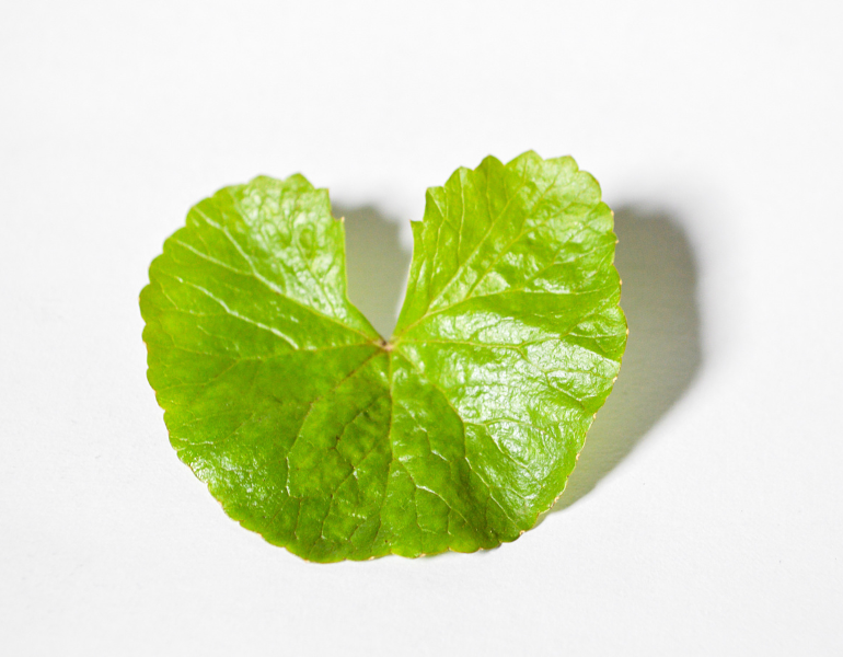 Lợi ích của kem dưỡng rau má
