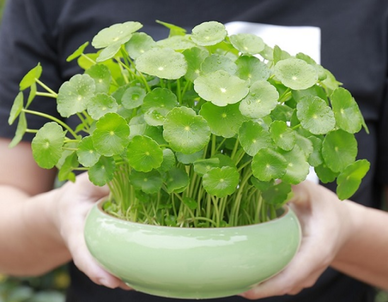 Rau má đồng tiền