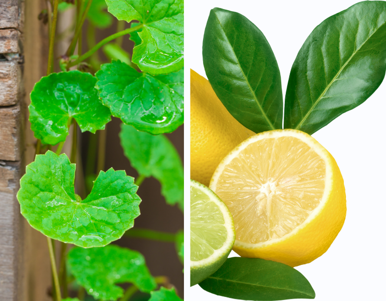 Mặt nạ rau má trị mụn và lá chanh