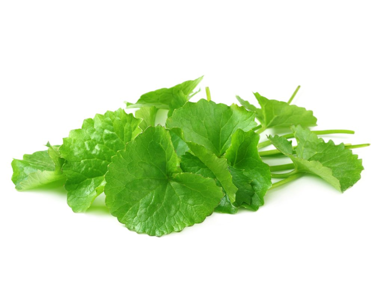 Rau má sữa có giảm cân không?