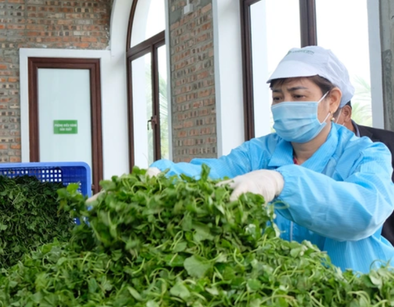 Quy trình sản xuất bột rau má