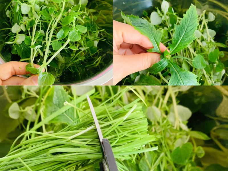 cach lam salad rau ma