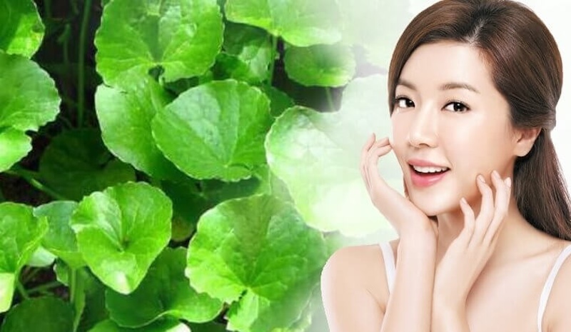 chiet xuat Centella Asiatica la gi