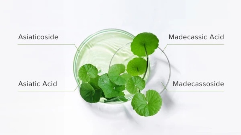 chiet xuat Centella Asiatica la gi