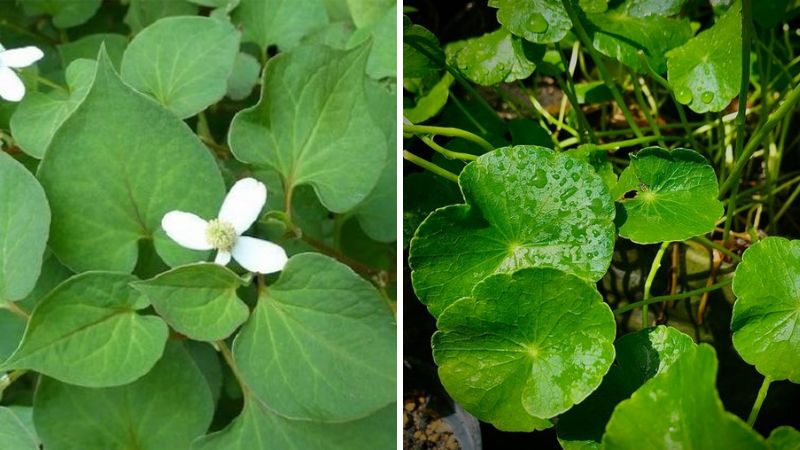 Mặt nạ rau má và rau diếp cá cach lam mat na rau ma tai nha