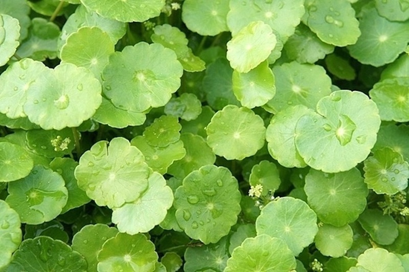 Rau má giúp làm đẹp da như thế nào rau ma giup lam dep da nhu the nao