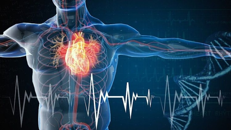 Rau má có tốt cho tim mạch không rau ma co tot cho tim mach khong