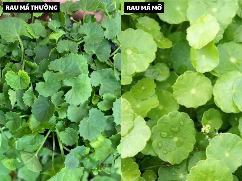 ky thuat trong rau ma