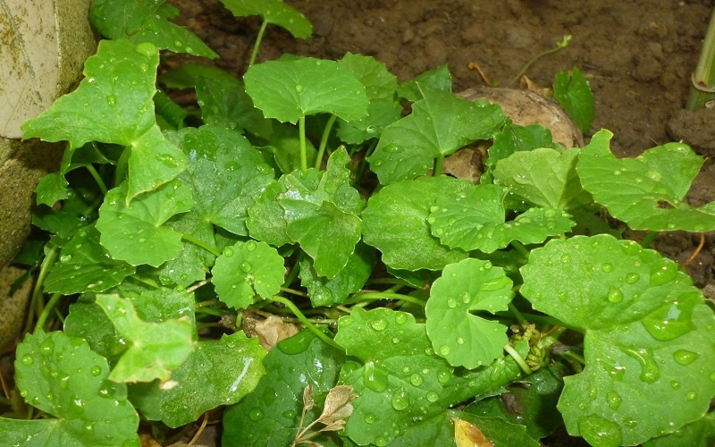 rau ma phan bo o dau