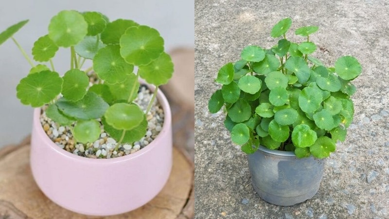 cac loai rau ma pho bien