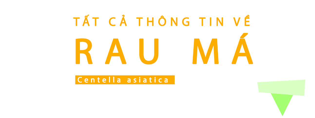 Mọc Tóc Rau Má