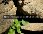 Bật mí 4 lợi ích của rau má đối với sức khỏe