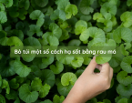 Bỏ túi một số cách hạ sốt bằng rau má