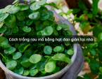 Cách trồng rau má bằng hạt đơn giản tại nhà
