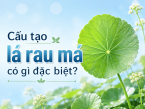 Cấu tạo lá rau má có gì đặc biệt? Tìm hiểu từ hình thái đến hoạt chất của lá rau má