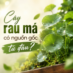 Cây rau má có nguồn gốc từ đâu? Đặc điểm và giá trị của loài dược liệu này